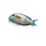 Acanthurus olivaceus