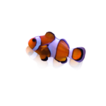 Amphiprion ocellaris