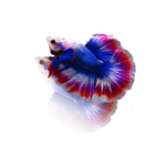 Betta Flag