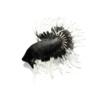 Black Crowntail Betta