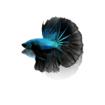 Black Orchid Betta