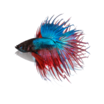 CROWNTAIL NO BG