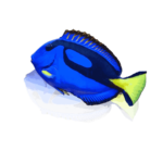 Paracanthurus hepatus_1_11zon