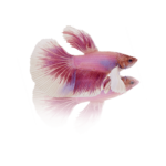 Pink Orchid Betta