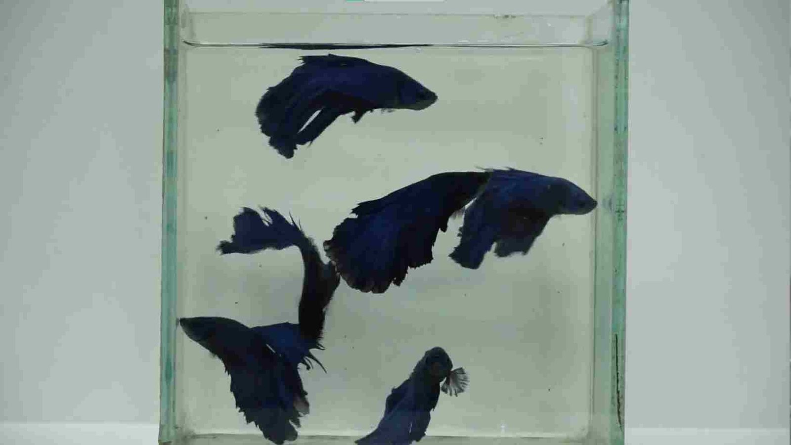 Blue Betta