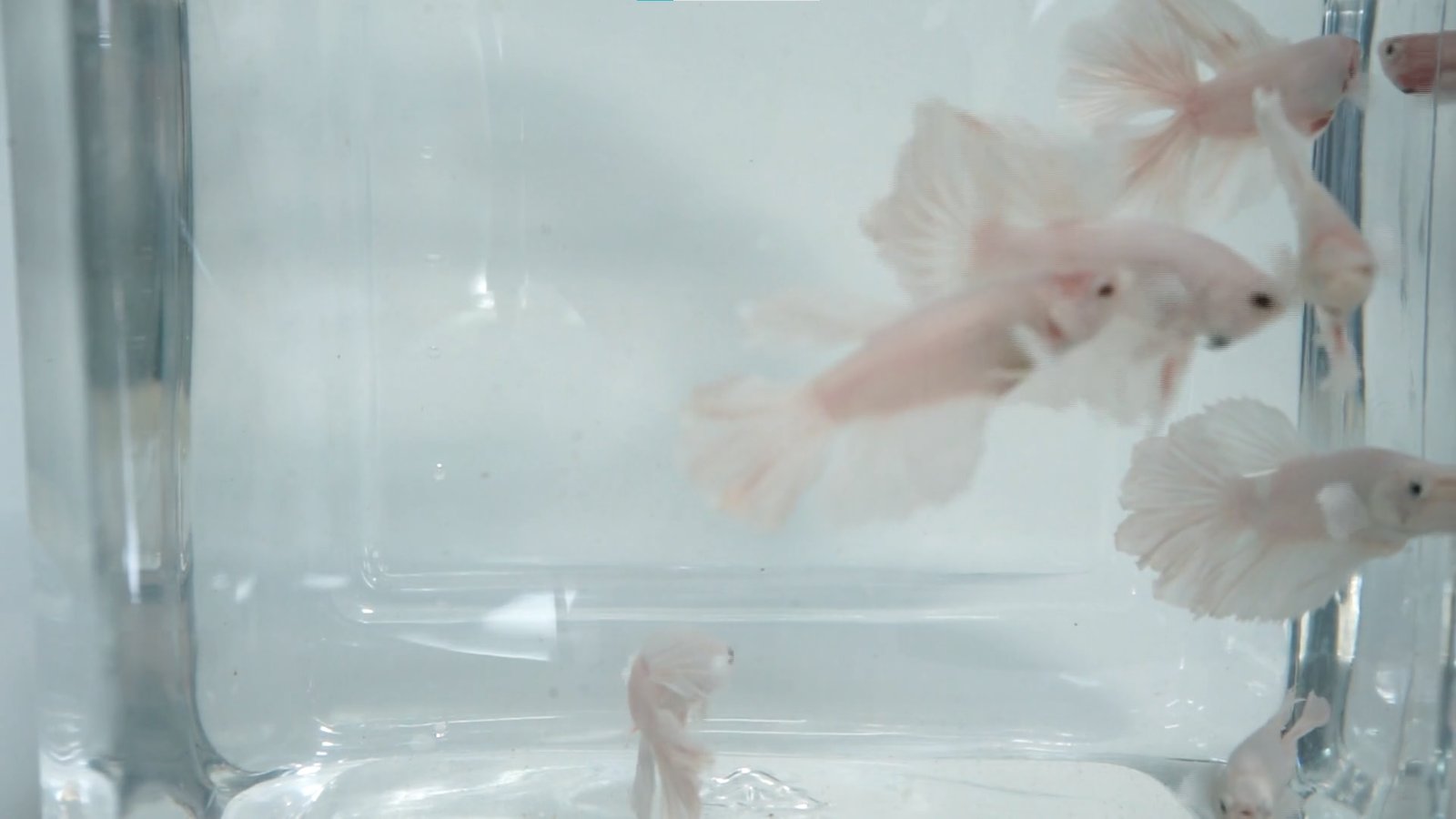 White Opal Betta